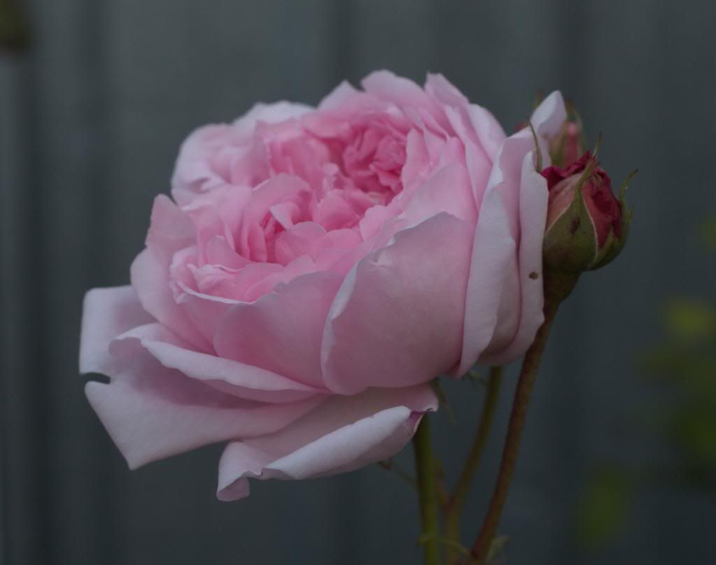 Wife of Bath photo wifeofBath3_zpsb5fe9ef5.jpg